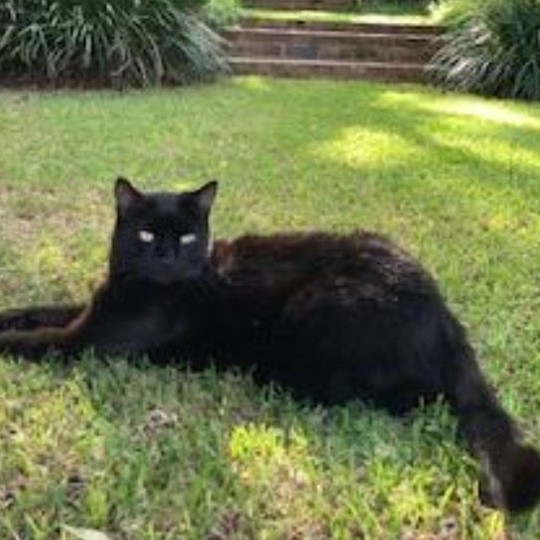 Rupert DSH black lost 25 jan